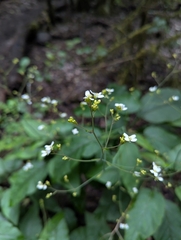 (c) Sam J. Thomas, some rights reserved (CC BY) Crambe strigosa, photograph (c) Sam J. Thomas, some rights reserved (CC BY)