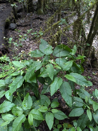 Crambe strigosa, photograph 5