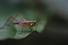 Nisitrus