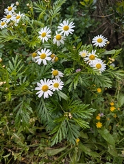 Argyranthemum callichrysum, photograph (c) Sam J. Thomas, some rights reserved (CC BY)