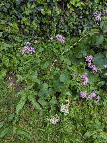 Pericallis steetzii, photograph 5