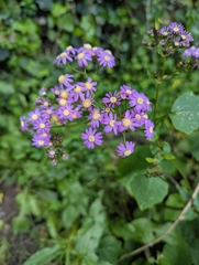 Pericallis steetzii, photograph (c) Sam J. Thomas, some rights reserved (CC BY)