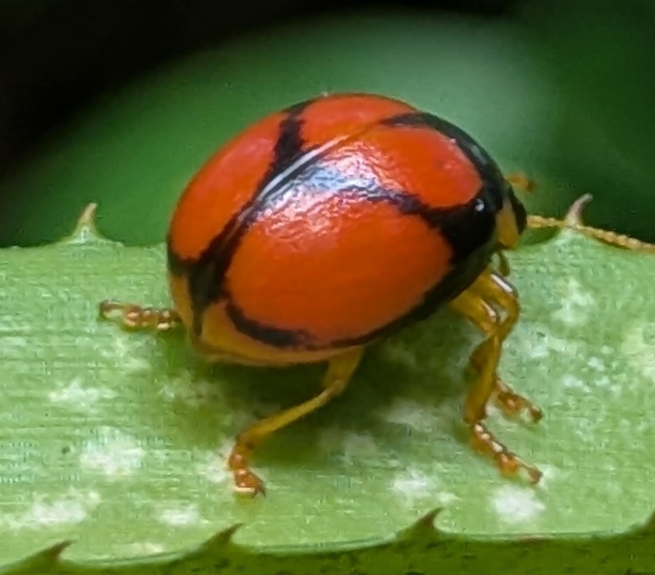 Monocampta geometrae