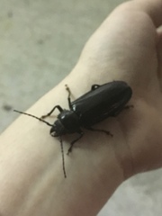 Archodontes melanopus