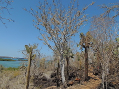 Bursera graveolens