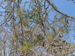 Bursera graveolens