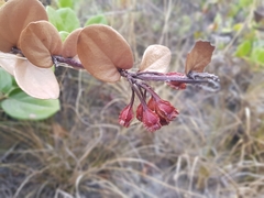 Macleania