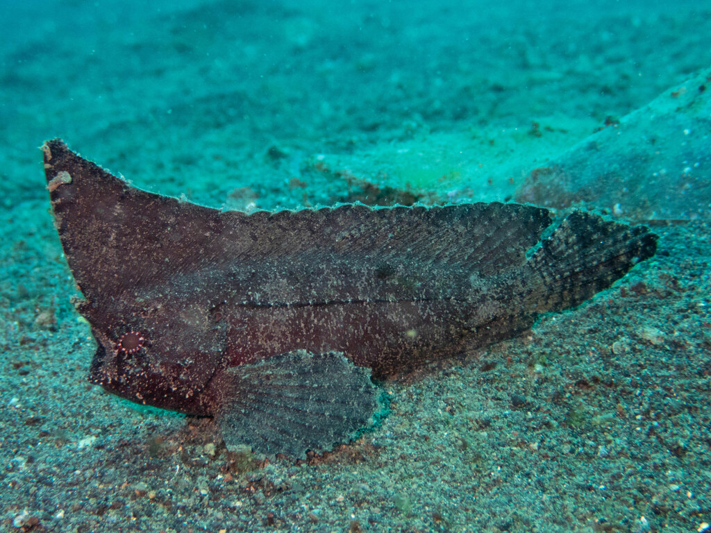 Spiny Leaf-fish (Ablabys macracanthus)