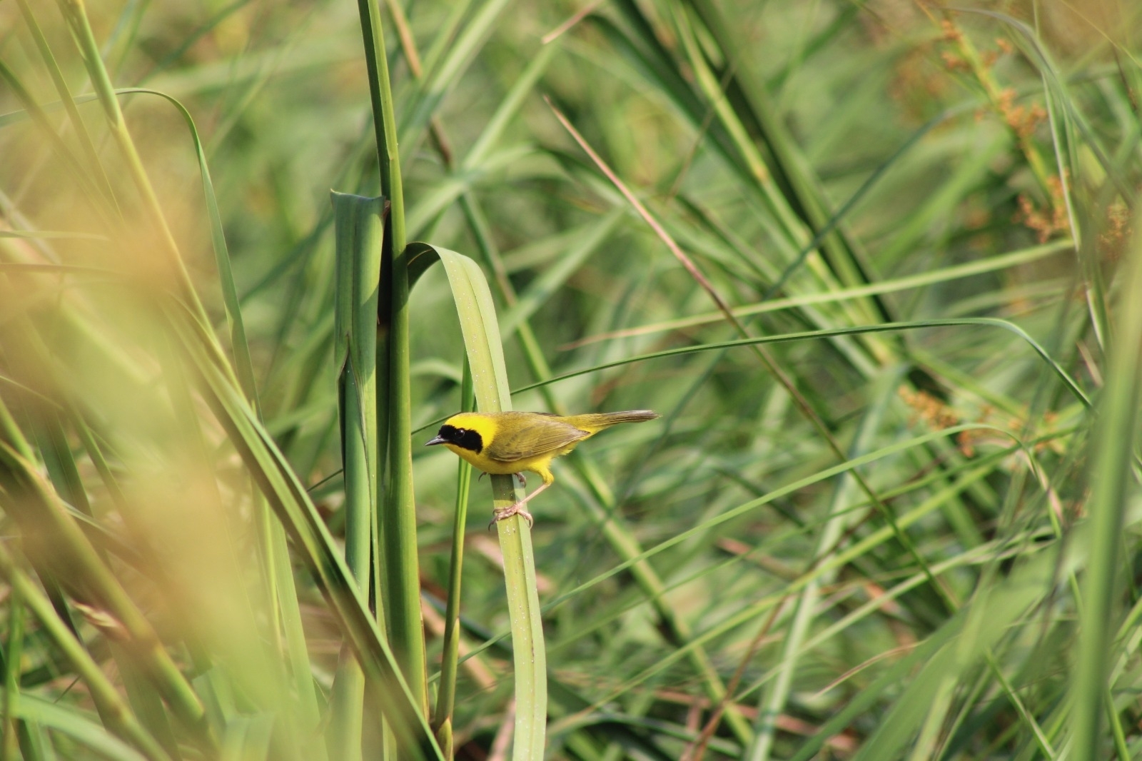 Altamira Yellowthroat (Geothlypis flavovelata), photo 2