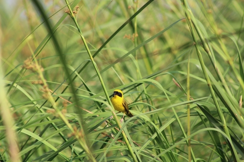 Altamira Yellowthroat (Geothlypis flavovelata)