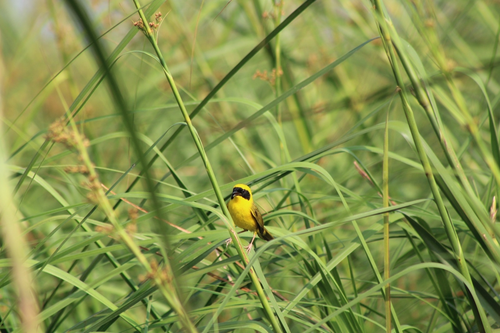 Altamira Yellowthroat (Geothlypis flavovelata), photo 1
