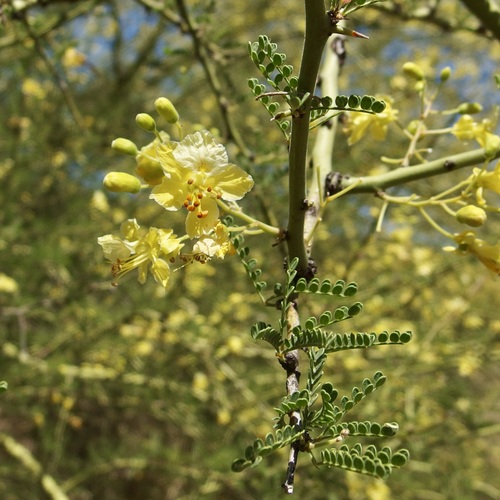 Parkinsonia × sonorae, photograph 1