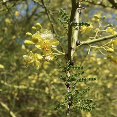 Parkinsonia × sonorae, photograph Sue Carnahan, CC BY, iNaturalist via GBIF