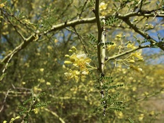 Parkinsonia × sonorae, photograph Sue Carnahan, CC BY, iNaturalist via GBIF