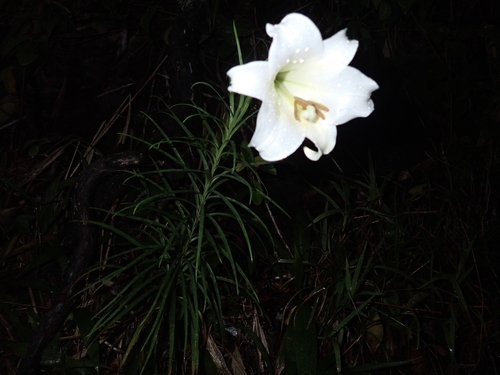 Lilium observed 2025-04-10