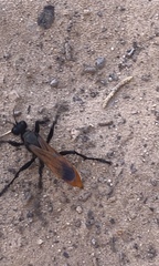 Palmodes praestans