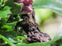Fragosa