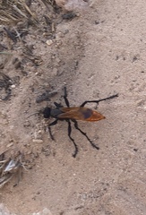 Palmodes praestans