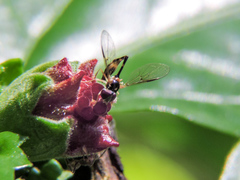 Fragosa