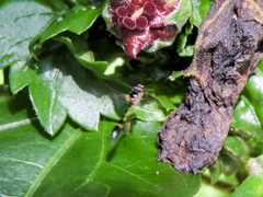Fragosa