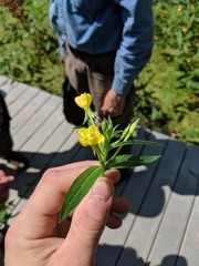 Oenothera oakesiana