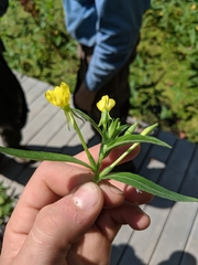 Oenothera oakesiana