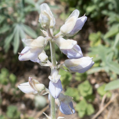 Lupinus formosus formosus