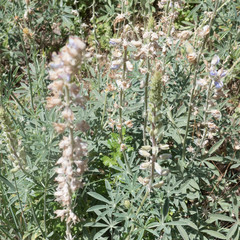 Lupinus formosus formosus