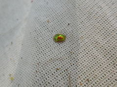 Charidotella succinea