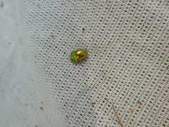 Charidotella succinea