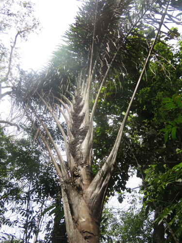 Foto de Bacaba-de-leque