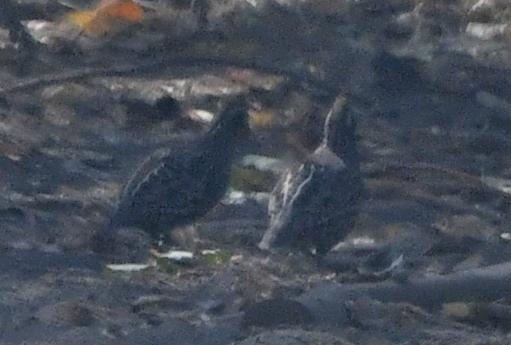 Spot-bellied Bobwhite (Colinus leucopogon), photo 1