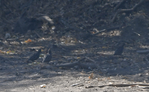 Spot-bellied Bobwhite (Colinus leucopogon), photo 4