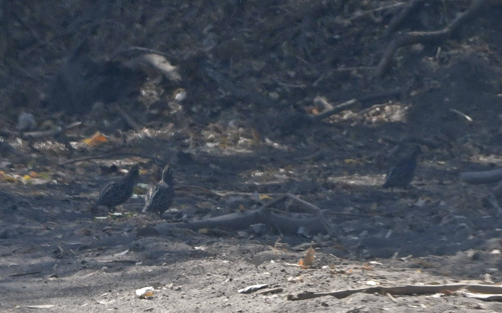 Spot-bellied Bobwhite (Colinus leucopogon), photo 2