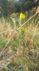 Pyrrocoma hirta sonchifolia