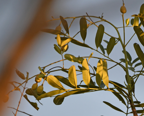 Paradise Tree (Simarouba amara)