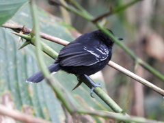 Cercomacra nigricans