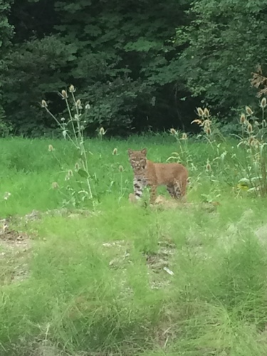 Bobcat photographed in Oregon
