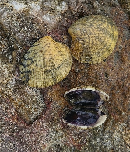 Leukoma granulata observed 2025-04-10
