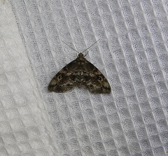 Melanomma auricinctaria