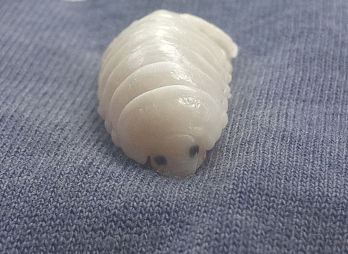 Cymothoa exigua observed 2025-04-06