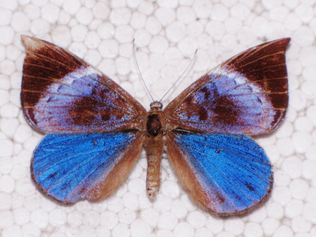 Behemothia godmanii