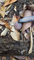 Dipterocarpus