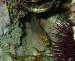 Gobius xanthocephalus