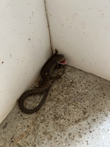 iNaturalist observation photo of Northern Alligator Lizard