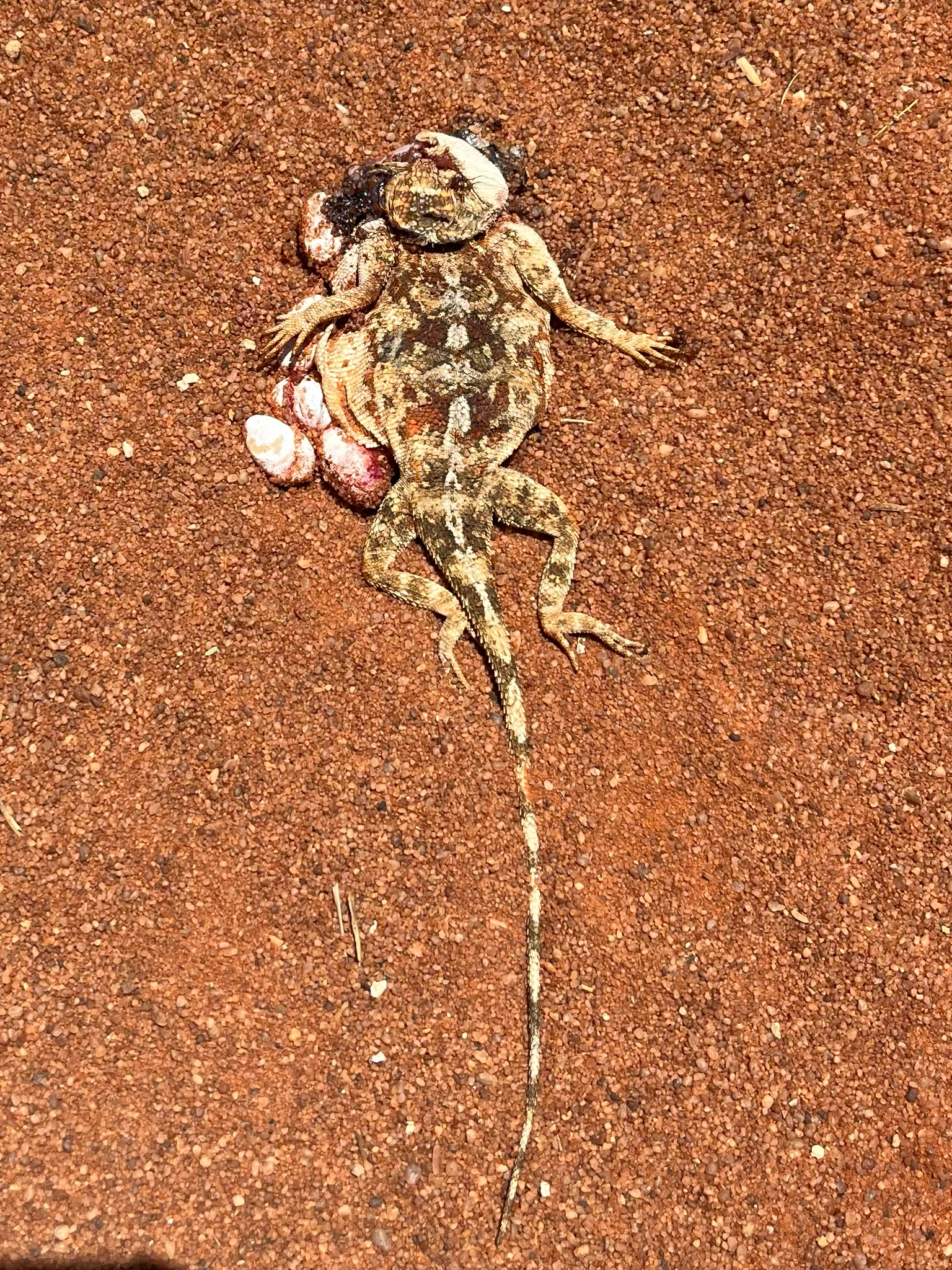 Agama aculeata Merrem, 1820