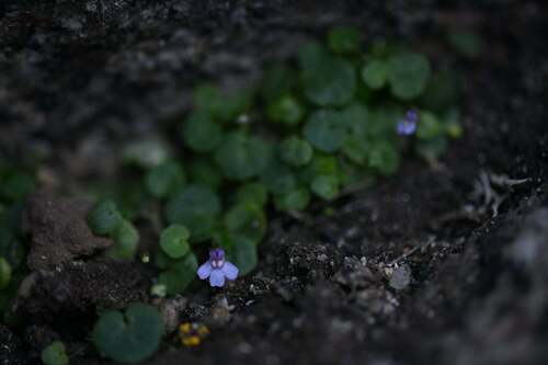 Cymbalaria aequitriloba, photograph 6