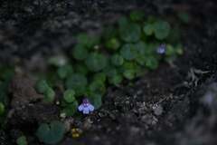 Cymbalaria aequitriloba, photograph (c) Flavien Saboureau, some rights reserved (CC BY)