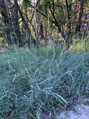 Thinopyrum intermedium intermedium