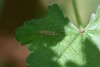 Gonomyia saudiarabiensis - Photo (c) Wa'el Almatni, some rights reserved (CC BY-NC-ND), uploaded by Wa'el Almatni